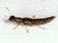 Stenus aceris